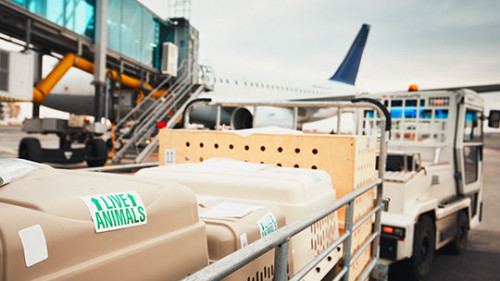 uts umzuege usa umzug tiertransport uts umzuege usa umzug tiertransport