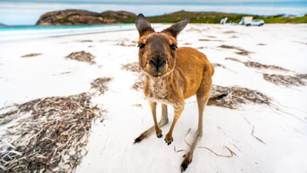 uts umzuege australien umzug themenueberblick